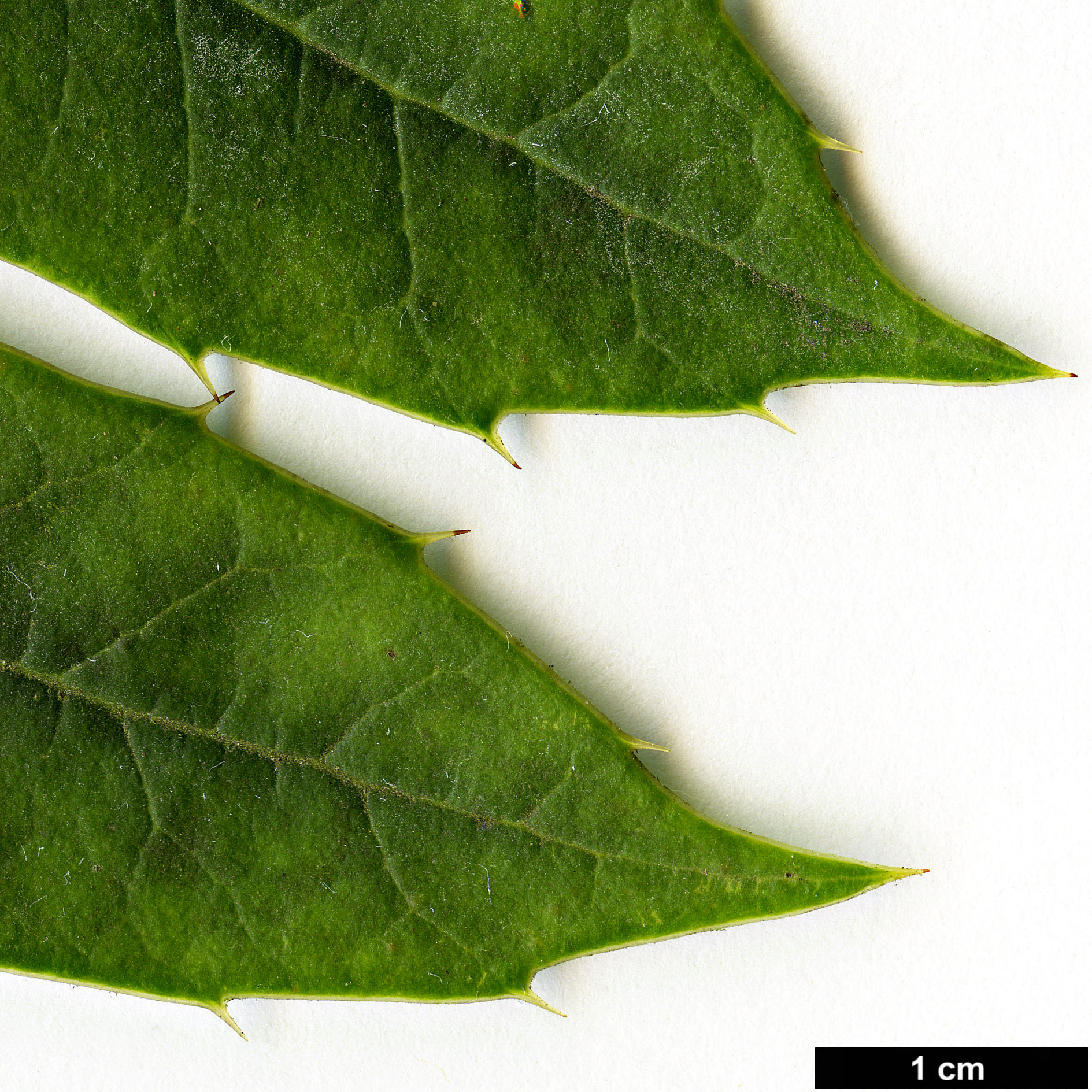 High resolution image: Family: Aquifoliaceae - Genus: Ilex - Taxon: dipyrena